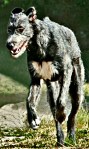 Wolfhound